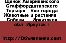 Щенок Американского Стаффордштирского Терьера - Все города Животные и растения » Собаки   . Иркутская обл.,Иркутск г.